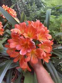 Kliwia , kwiat pomaranczowy