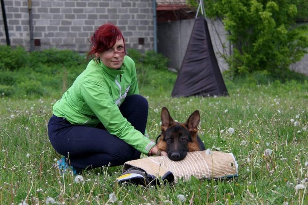 Німецька вівчарка Цуценята