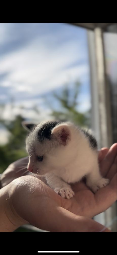 Віддам кошеня дівчинка 1.5 міс