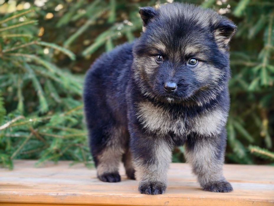 OWCZAREK STARONIEMIECKI Piękny srebrny piesek, świetni rodzice !
