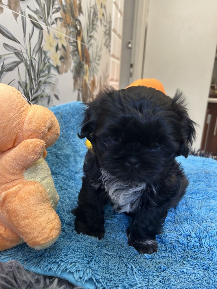 Szczeniak Shihtzu