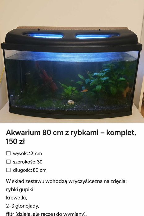 Akwarium z rybkami
