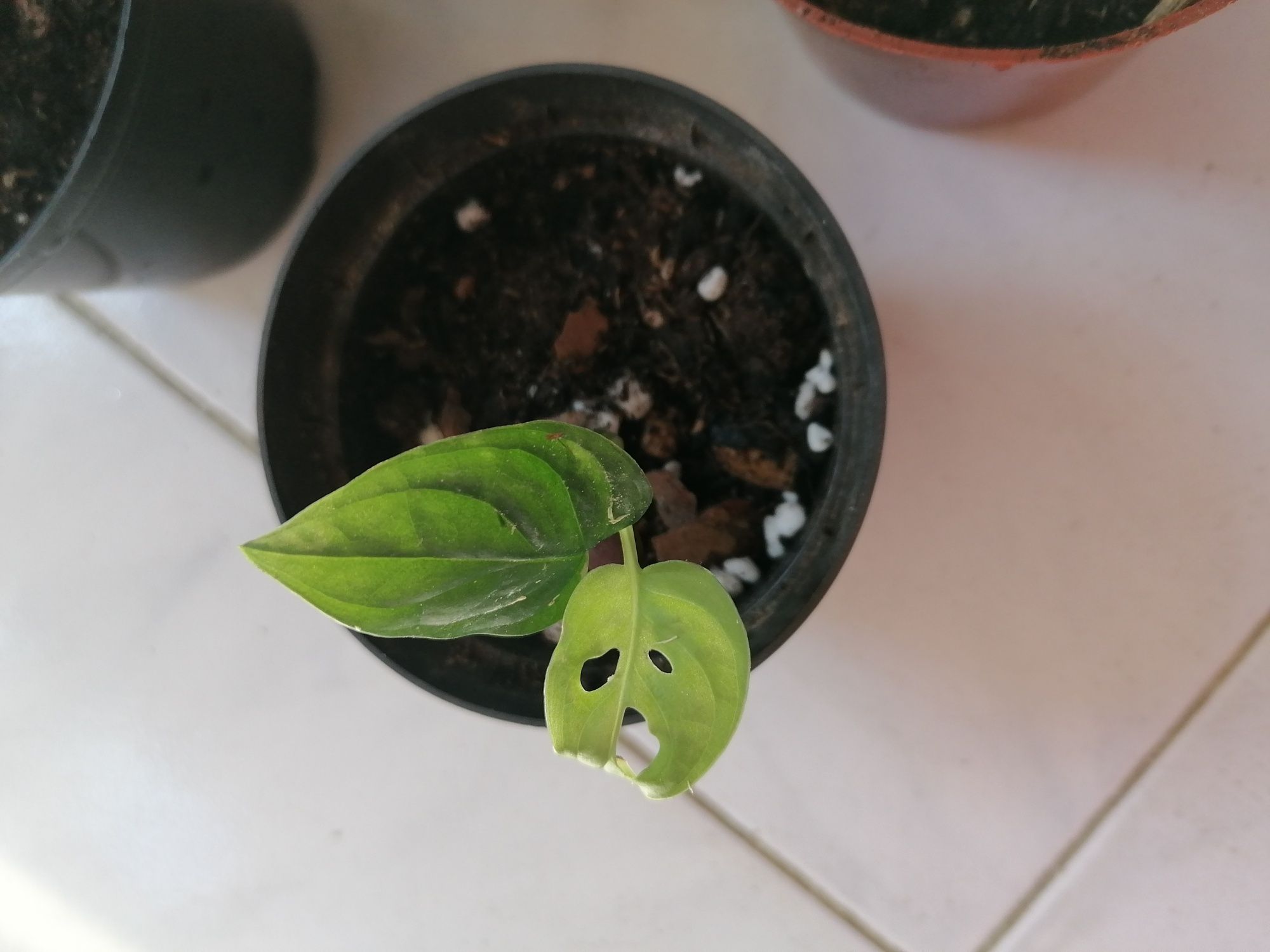 Golden Pothos e Monster Adansonii