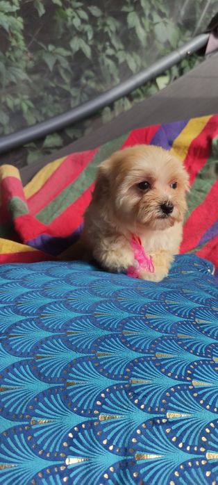 Maltipoo chłopiec Warszawa maltańczyk pudel