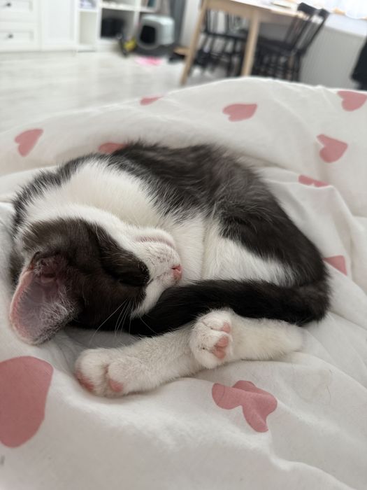 Oddam kotki w dobre rece