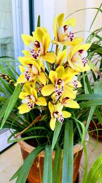 Mudas de orquidea de rua em vaso pequeno