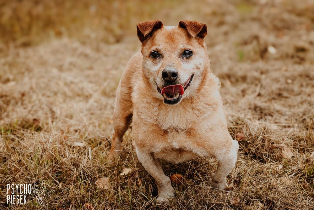 Wesoły, kochany Pakerek prosi o kochający domek