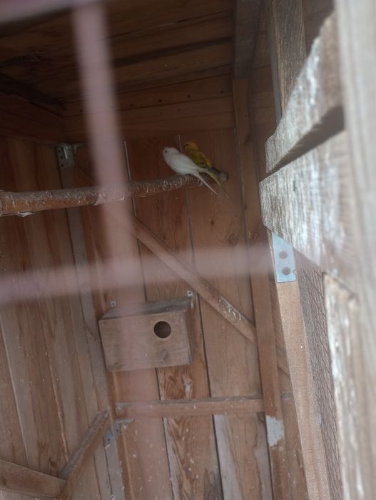 Aleksandretty. obrożne