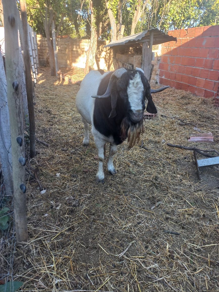 Cabrito boer pais a vista