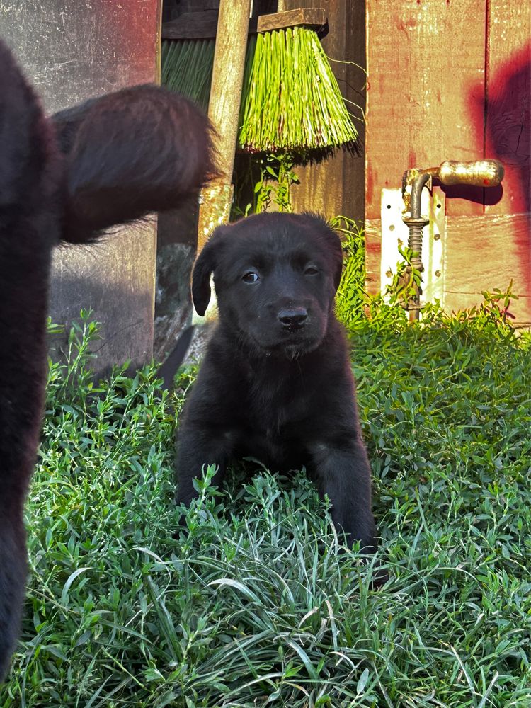 Czarna sunia do Adopcji