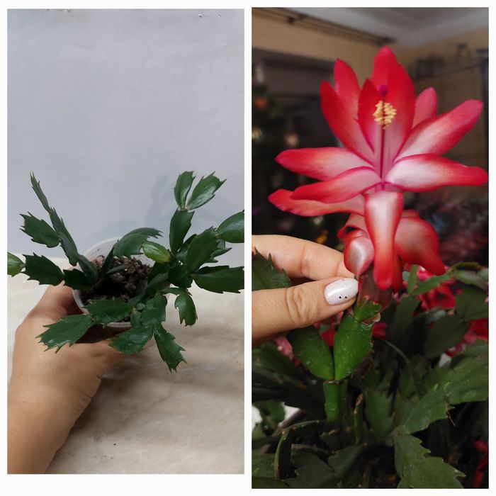 Різдвяники шлюмбергера вкорінені