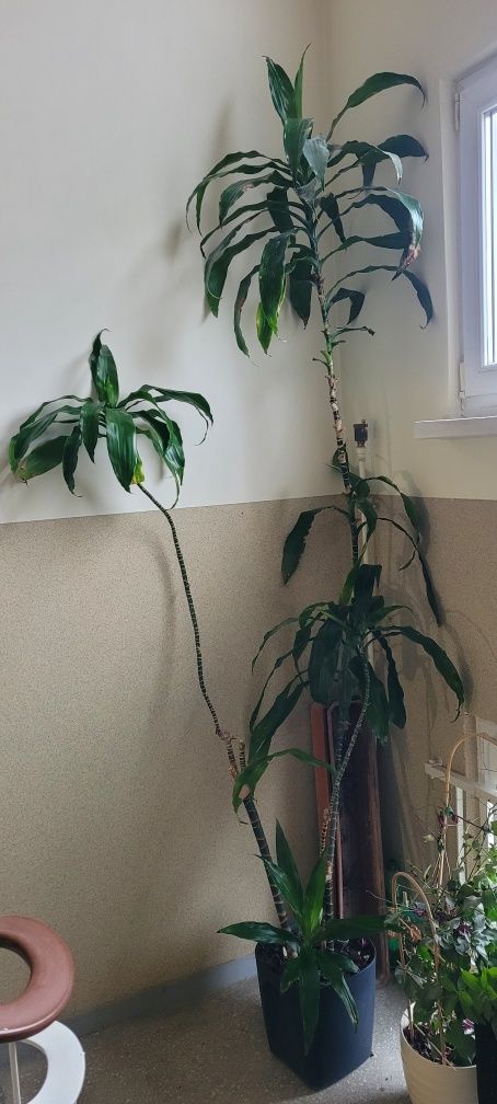 Dracena wonna Dracaena fragrans duża wys. 3 metry 4 łodygi
