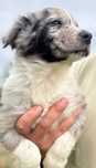 Border Collie blue merle pisek