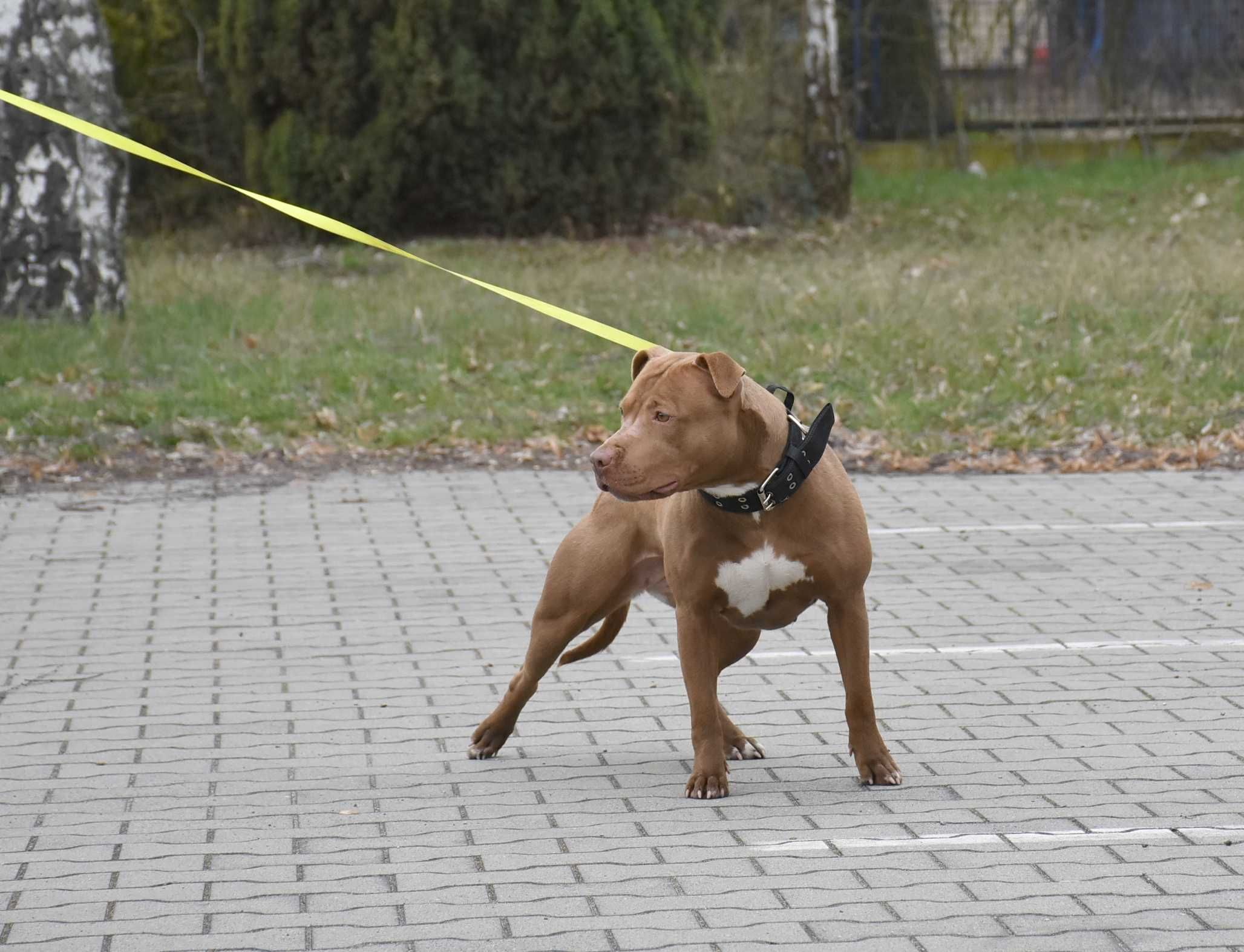 Szczenię American Pit Bull Terrier, Pitbull