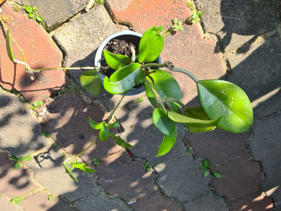 Hoja, hoya tzw. Woskownica