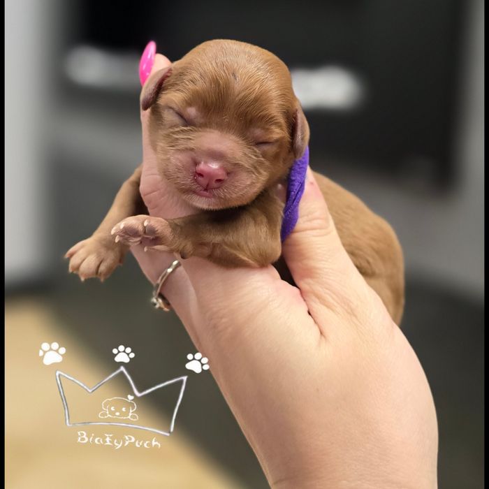 OSTATNIA Suczka cavapoo cavadoodle red pudel red badania paszport wypr