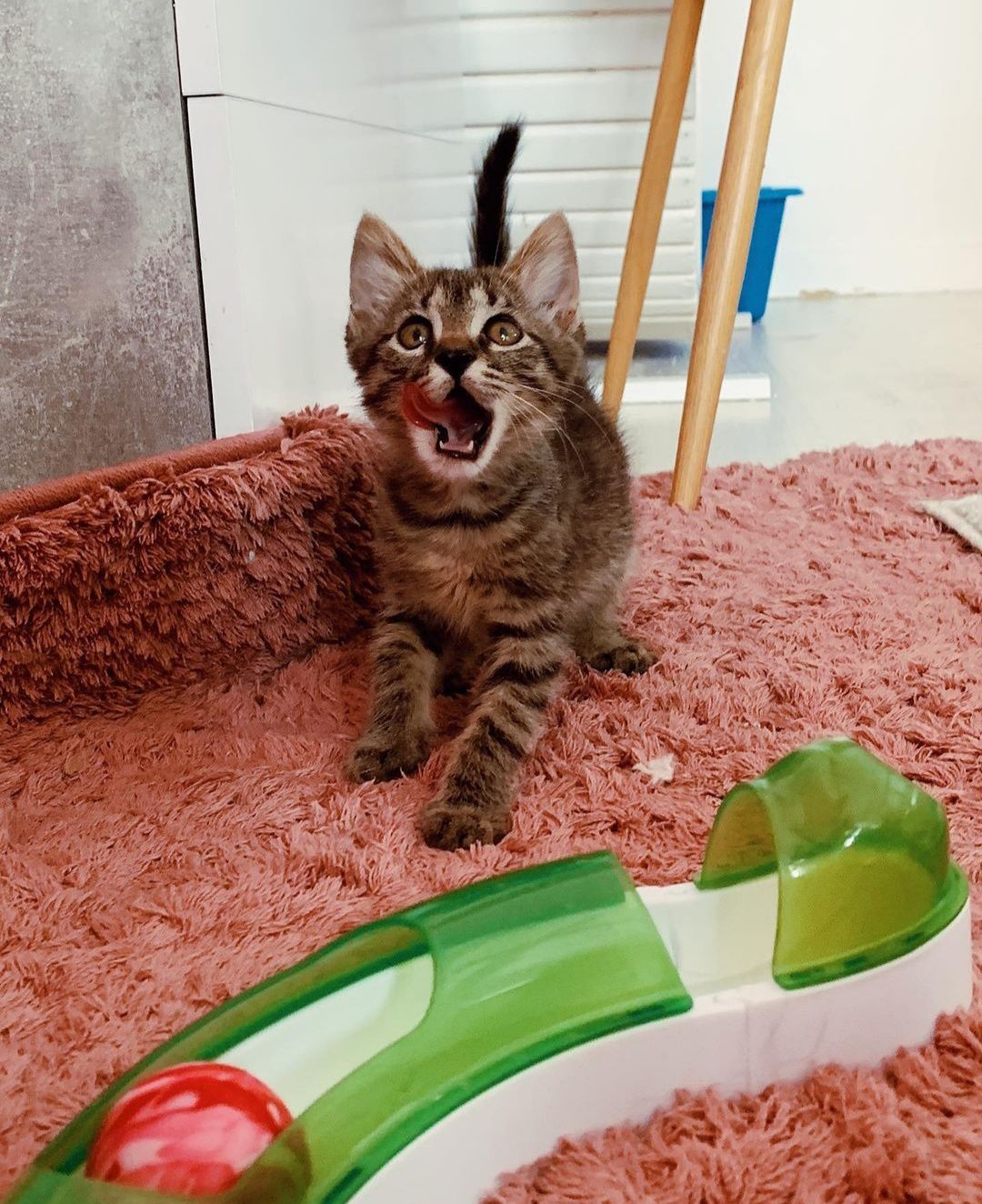 Отдаем котят бесплатно