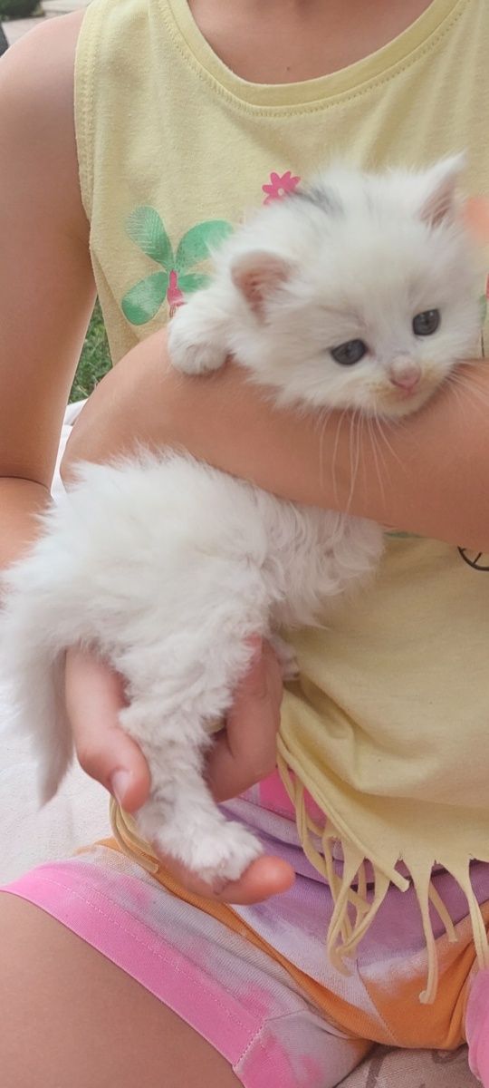 Котик, котеня, кошеня, киця