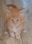Kocurek Maine Coon