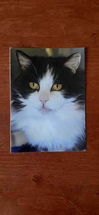 Kartka okolicznościowa z kotem | kot / kotek