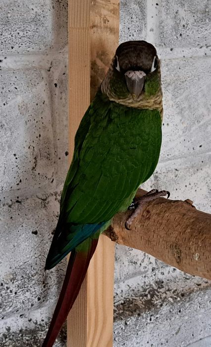 Papugi aleksandretty