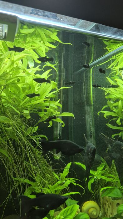 Чёрная молинезия. Живородка. Анциструс. Ампулярия