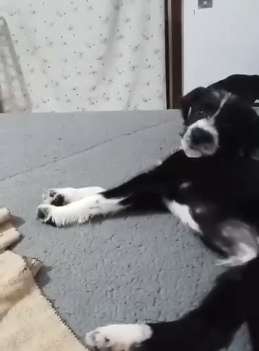 Caozinho com 1 aninho