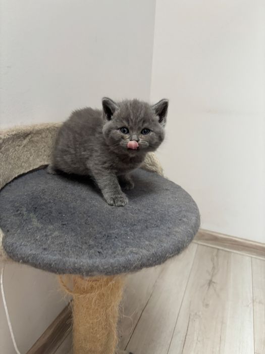 Śliczny kotek Bruno