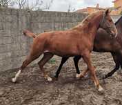 Poldra cruzada filha de pais PSL