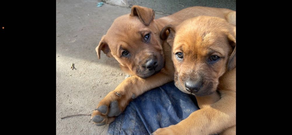 Віддам у добрі руки.