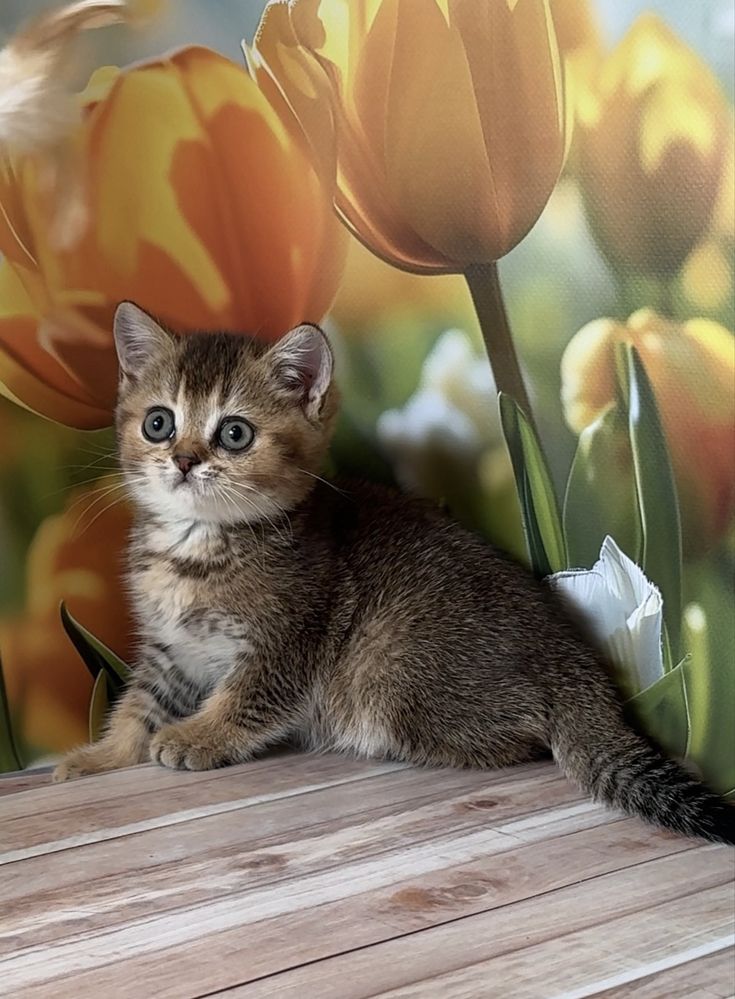 Котик тикированный золотой британец котята
