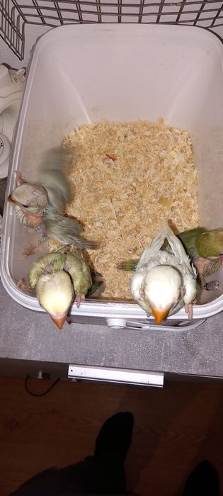 Roseicollis criar à mão