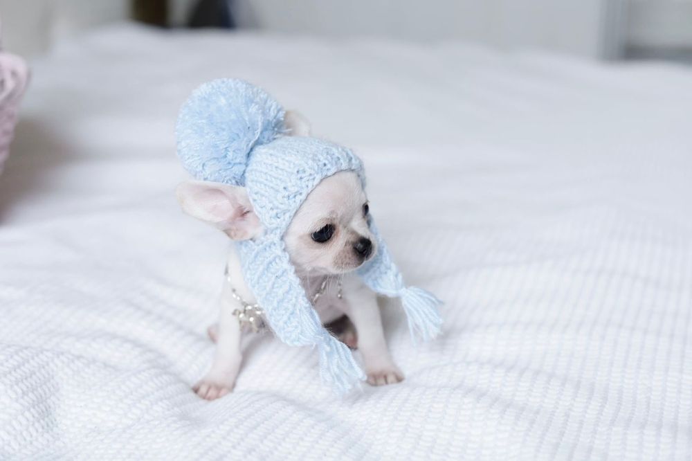 Tea cup chihuahua FCI chłopak