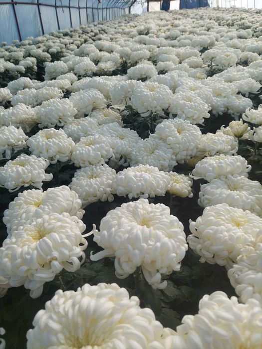 Chryzantemy wielkokwiatowe