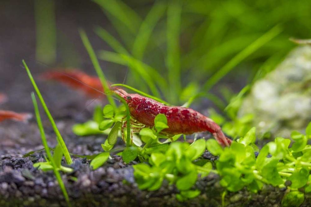 Superzestaw do nano Drobnotka Nadobna x4 krewetki czerwone x8 rośliny