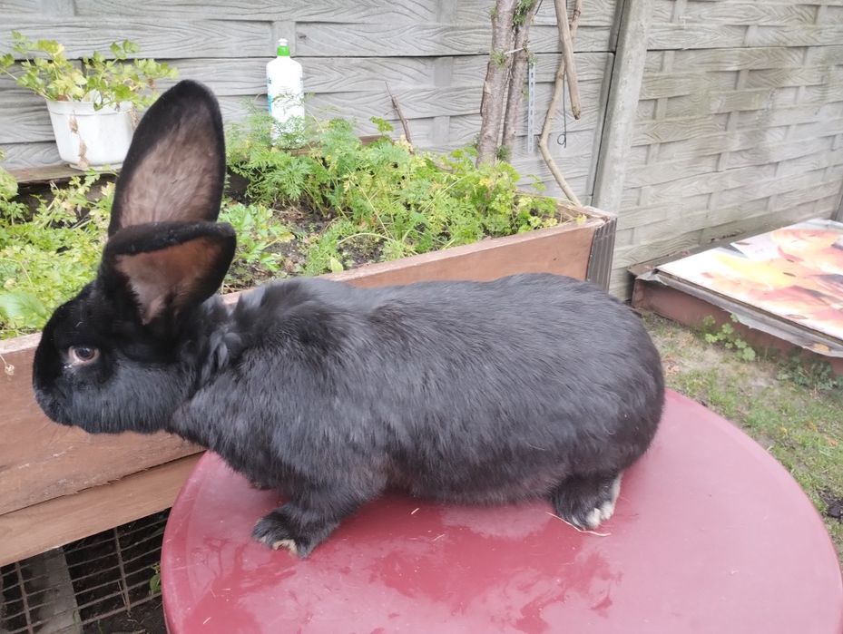 Królik Olbrzym belgijski