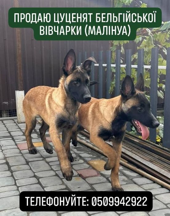 Цуценята бельгійської вівчарки (малінуа)