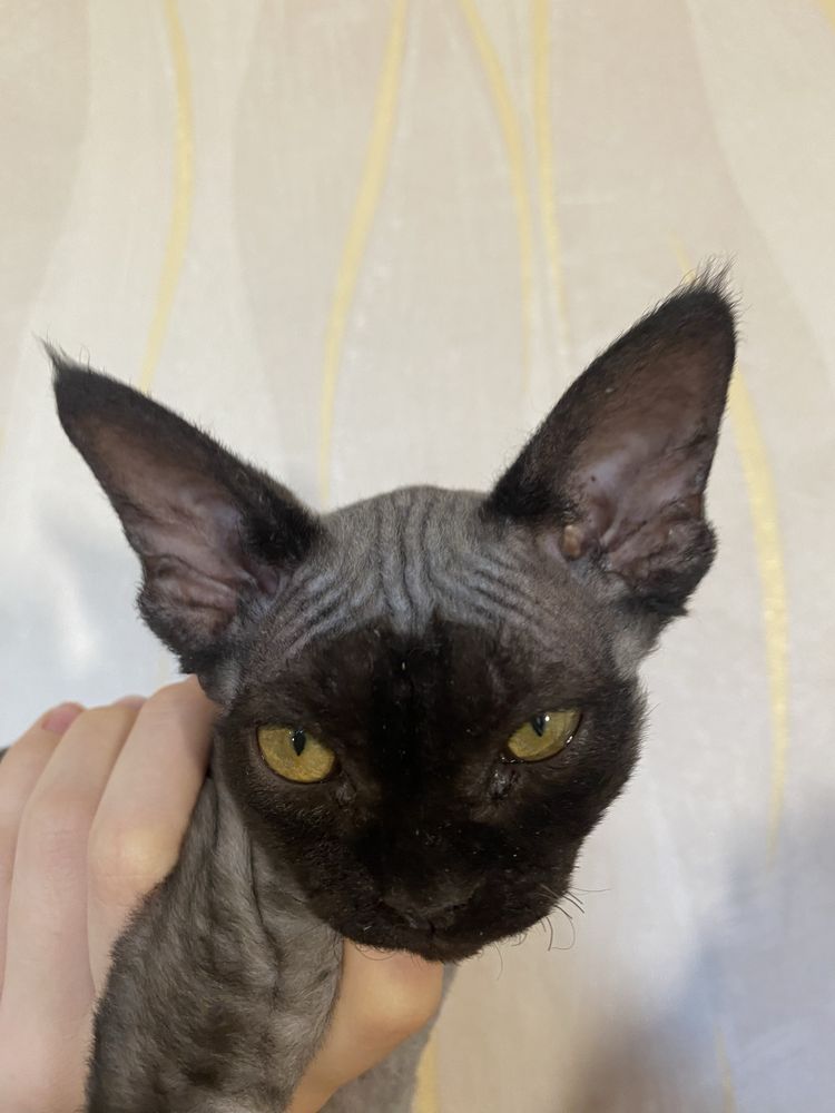 Котята девон рекс