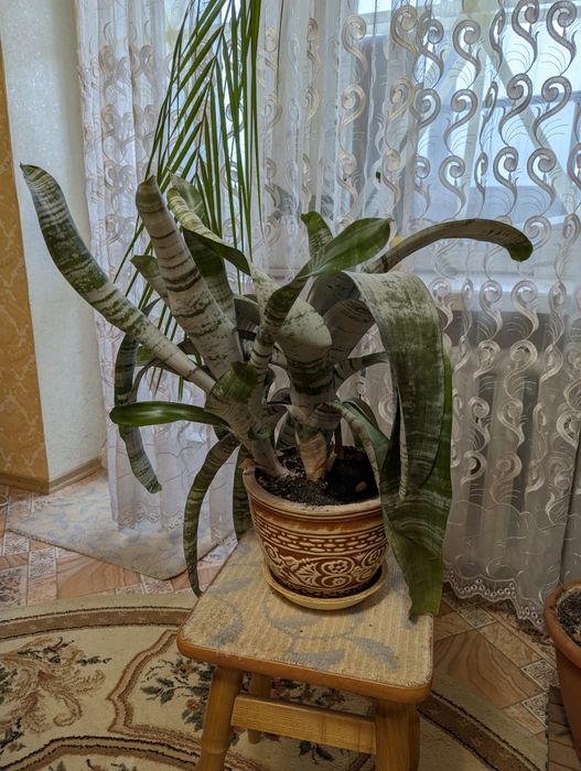 Ехмея смугаста. Спатіфіліум.