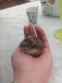 Hamsters russos para venda