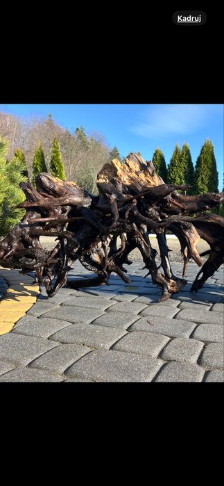 Korzenie do akwarium