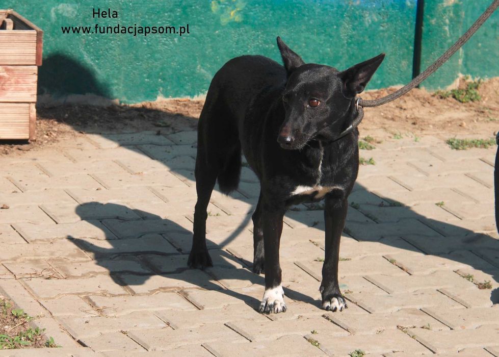 Hela- czeka na swój domek