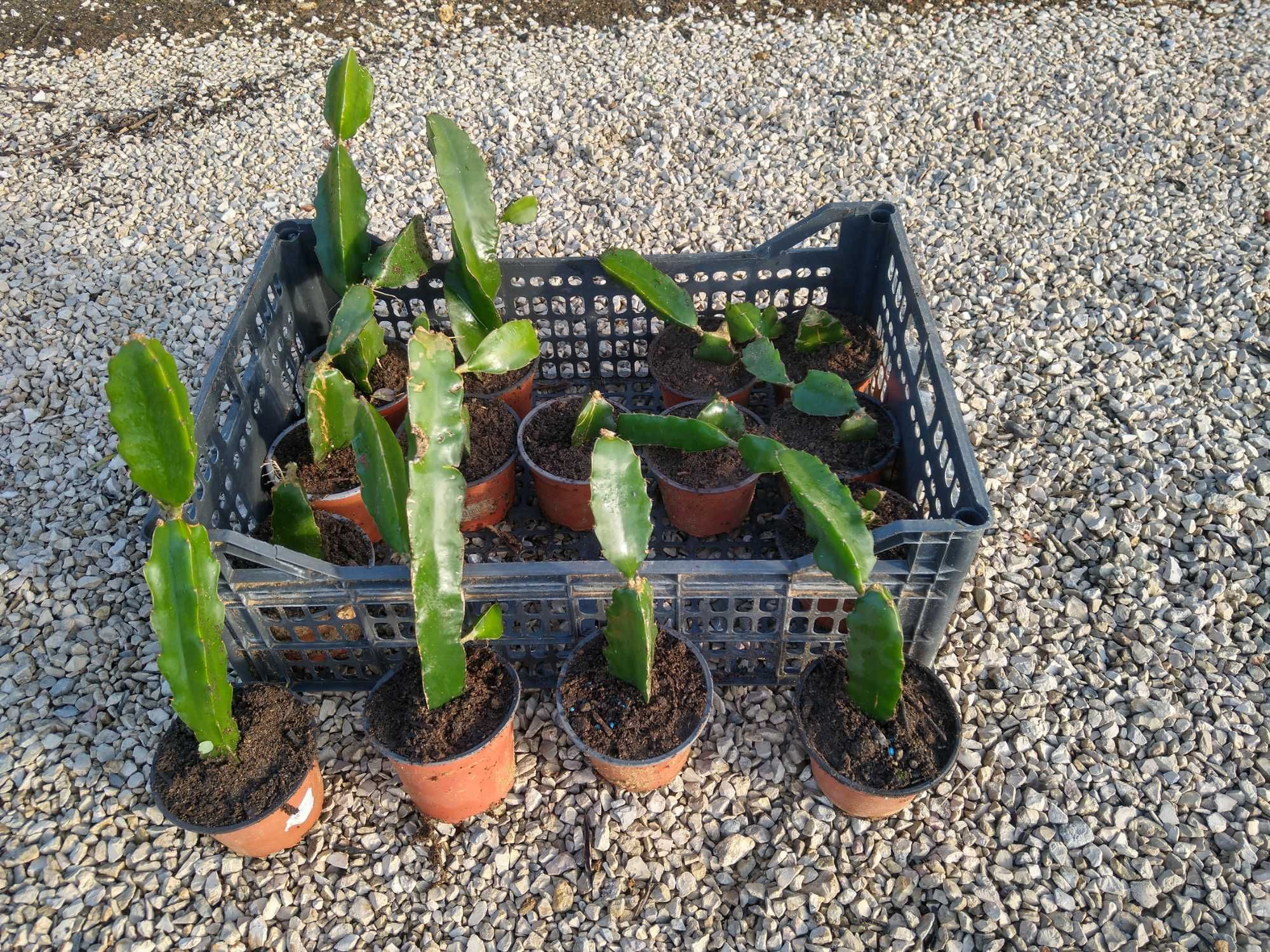 Plantas PITAYA , polpa branca