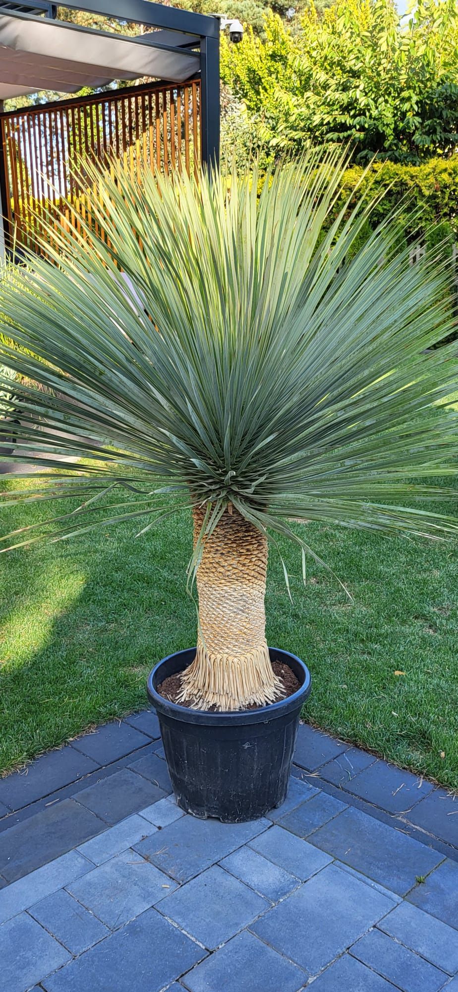 Yucca rostrata. Juka rostrata