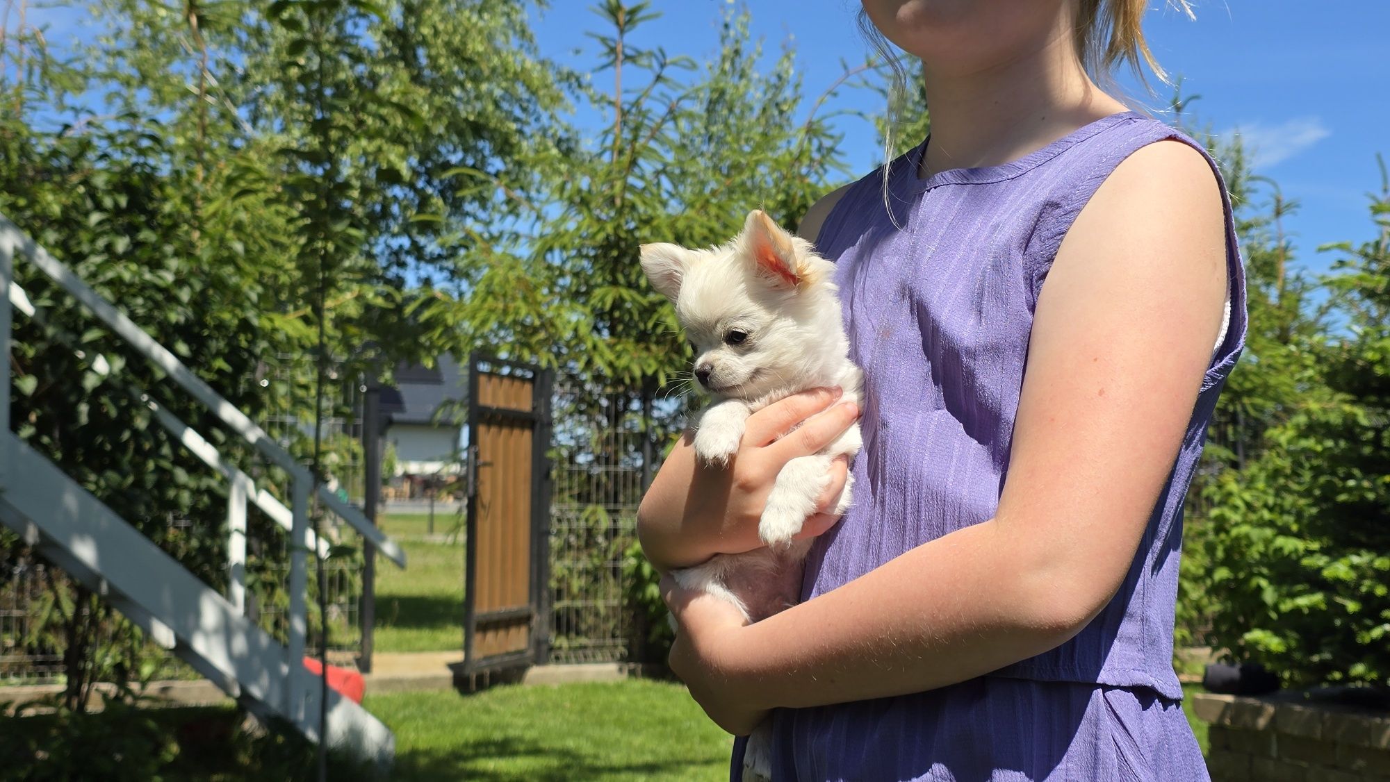 Chihuahua, chłopczyk FCI