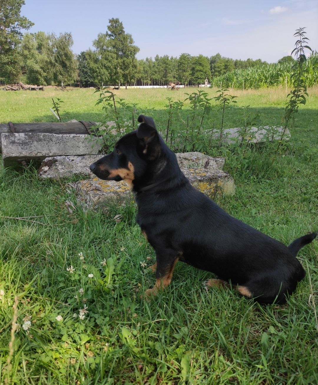 ZAGINĄŁ PIESEK, kolor czarny podpalany, nie za duży, poniżej kolana.