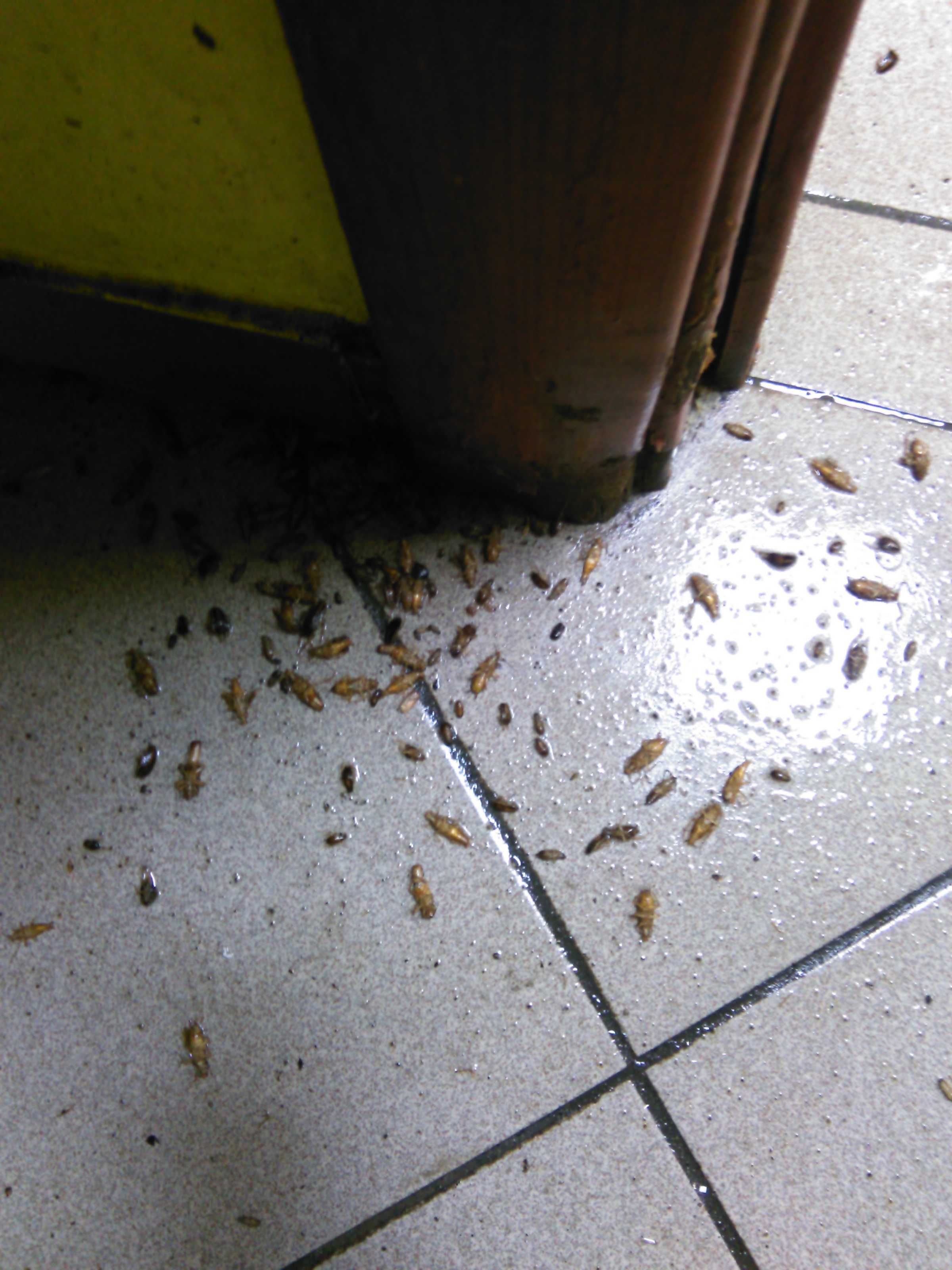 Уничтожение  Тараканов Клопов Блох Клещей Комаров Крыс Мышей насекомых