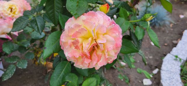 Roża wielkokwiatowa SILNIE pachnąca AQUARELL