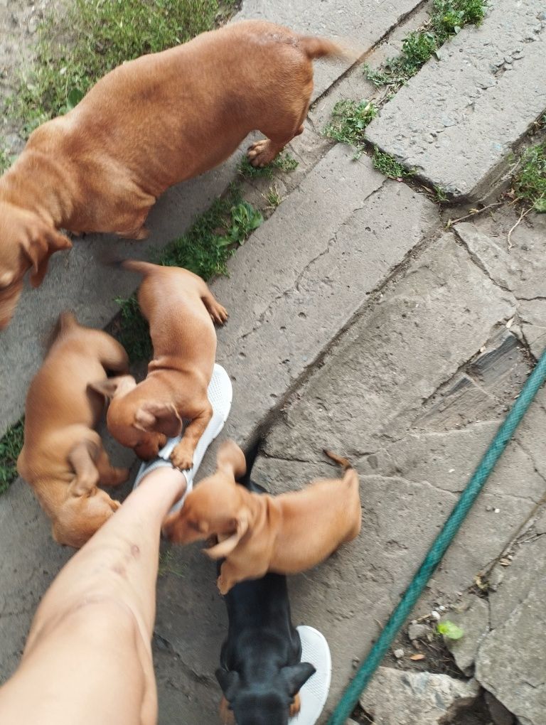 Продам цуценят такси