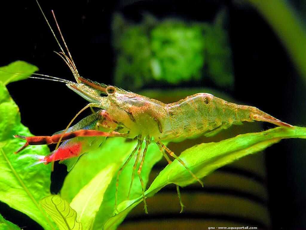 macrobrachium assamense drapieżna krewetka